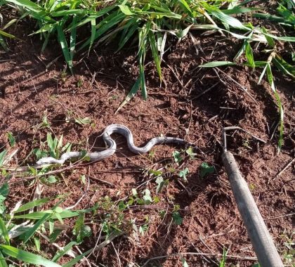 Jiboia de um metro é encontrada em pátio de escola em Bonito