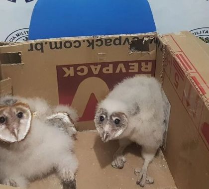 Dois filhotes de coruja caídos do ninho são resgatados em Corumbá