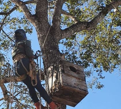 Instituto Arara Azul realiza monitoramento de ninhos artificiais em passeio de cachoeiras em Bonito