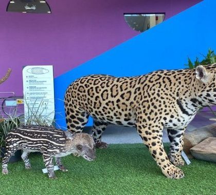 Onça-pintada e mais três animais taxidermizados são entregues ao Bioparque Pantanal