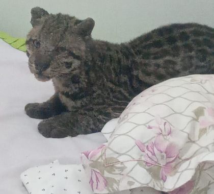 Jaguatirica é encontrada em cima da cama de criança em Nioaque