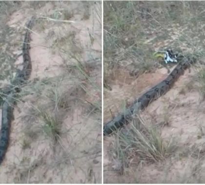 Jiboia de dois metros é encontrada em Bonito