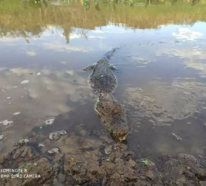 Filhote de jacaré é capturado em motel de Miranda