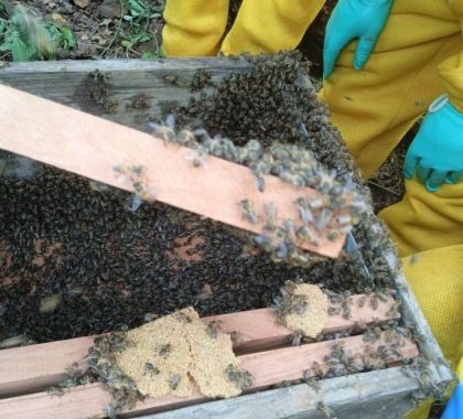 Criar abelhas se tornou empreendimento em comunidade pantaneira