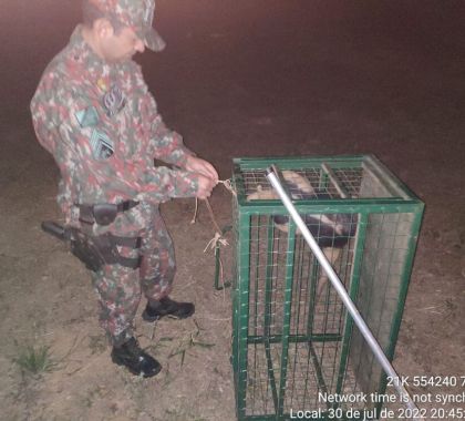 Tamanduá é capturado perambulando pelas ruas de Bonito