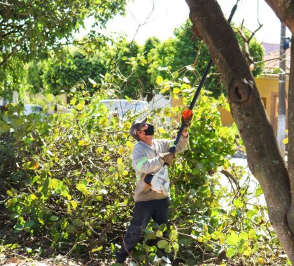 Sema oferece curso de Manejo e Poda na Arborização Urbana nesta terça em Bonito