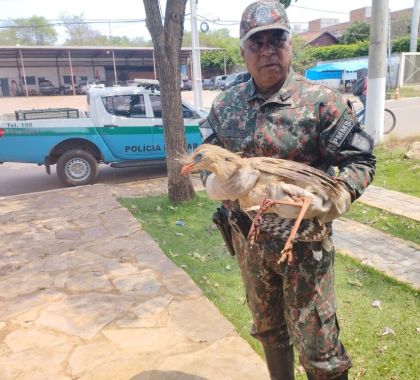 Seriema com perna quebrada é capturada em Bonito