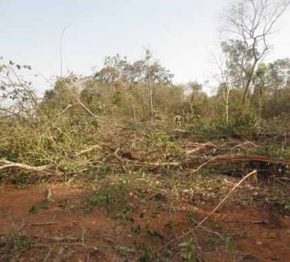 Crimes ambientais serão amenizados no Brasil