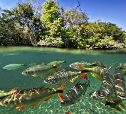 Prefeitura de Bonito auxilia agências de turismo em meio à crise