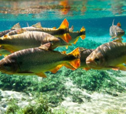 Prêmio Nacional da Biodiversidade será realizado em 2020