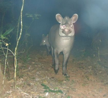 Antas no rios de Jardim são destaques no Portal Terra da Gente