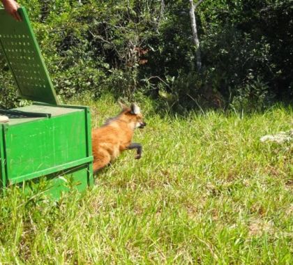Parceria entre Grupo Rio da Prata e CRAS reintegra animais à natureza