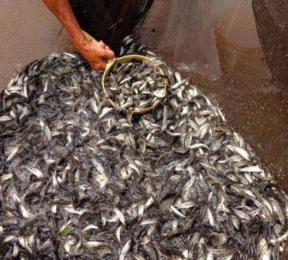 Mais de 500 mil peixes serão soltos no rio Paraná