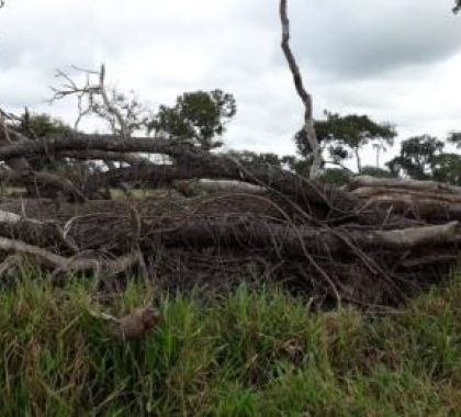 Polícia Militar de Jardim multa fazendeiro em R$ 8,1 mil por desmatamento ilegal