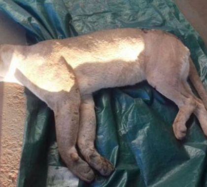 Proteção da biodiversidade brasileira ganha força com o Dia Nacional de Urubuzar