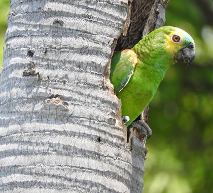 Pesquisa revela redução de papagaios jovens no Pantanal