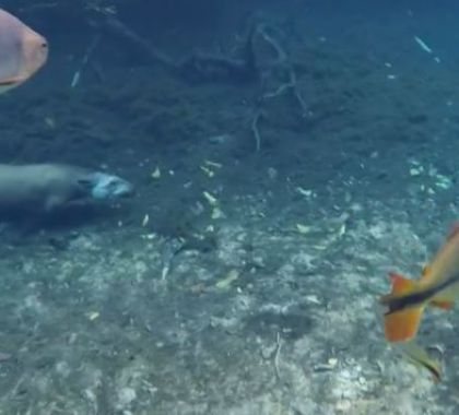 Anta torpedo é destaque no Fantástico