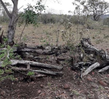 PMA de Jardim autua infrator por desmatamento ilegal na cidade de Guia Lopes da Laguna