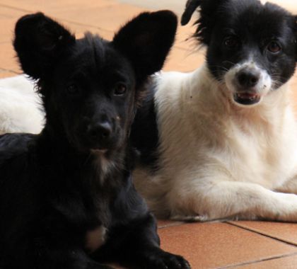 Canais da NatGeo terão programação especial para acalmar pets durante queima de fogos