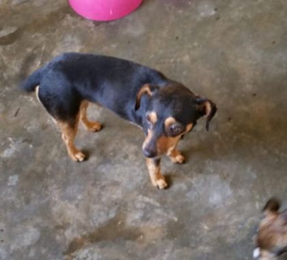 Cães para adoção estão disponíveis no CCZ de Bonito