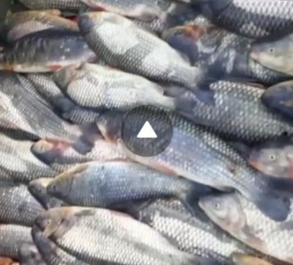 PMA de Miranda autua piloteiro de hotel que divulgou vídeo nas redes sociais praticando pesca predatória