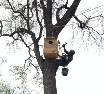 Ninhos artificiais são instalados em passeio de cachoeiras em Bonito