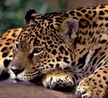ONU revela que 1 milhão de espécies estão ameaçadas de extinção
