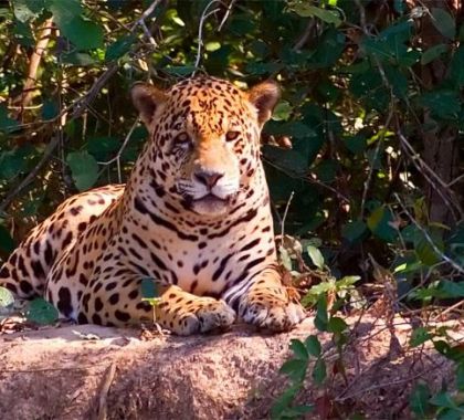 Onças promovem turismo milionário, revela ONG
