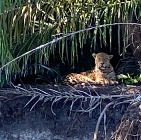 Após morte de onças, ONG vê agrotóxicos como risco à fauna do Pantanal de MS - Bonito Notícias - Notícias de Bonito, Mato Grosso do Sul e Região. - Vimarsana News